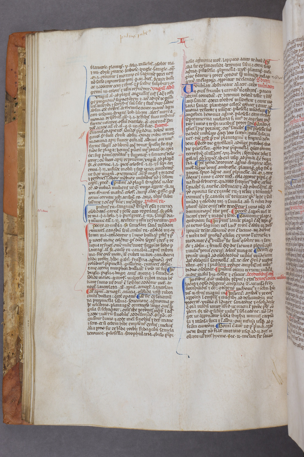 Folio 37 verso